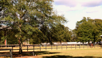 A tree in the middle of a field with a fence.