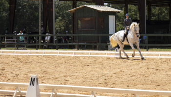 A person riding on the back of a white horse.