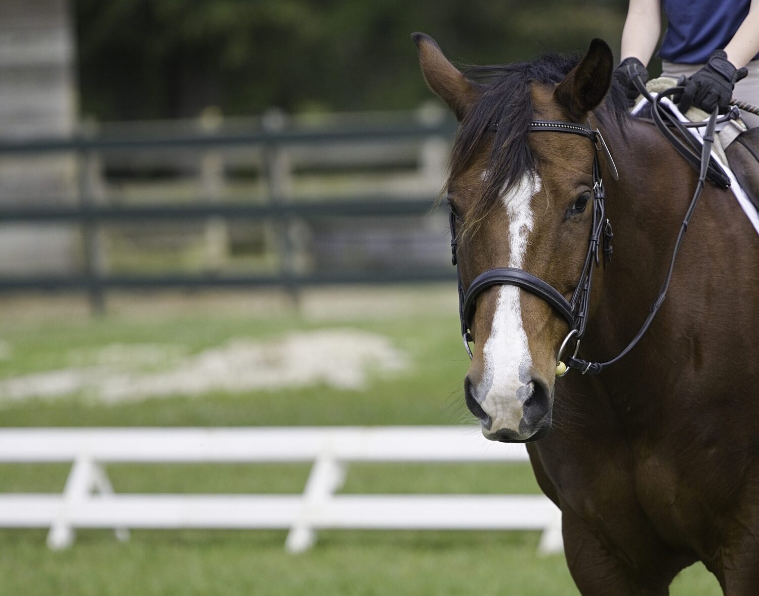 A horse with white and brown markings standing in front of a fence.