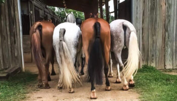 A group of horses standing next to each other.