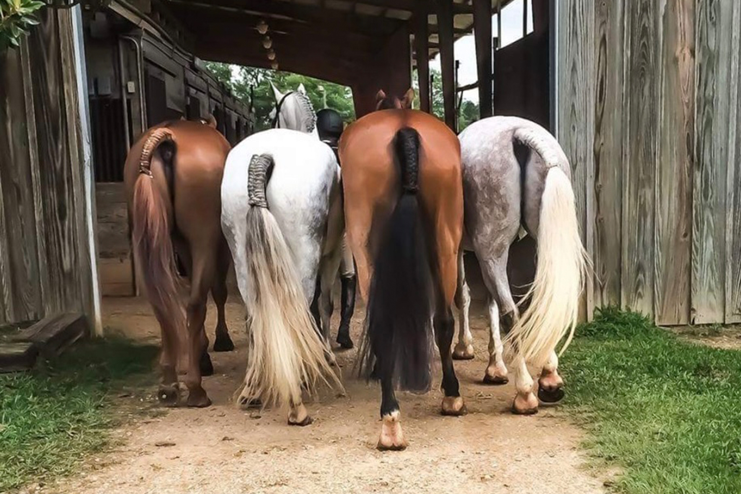 A group of horses standing next to each other.