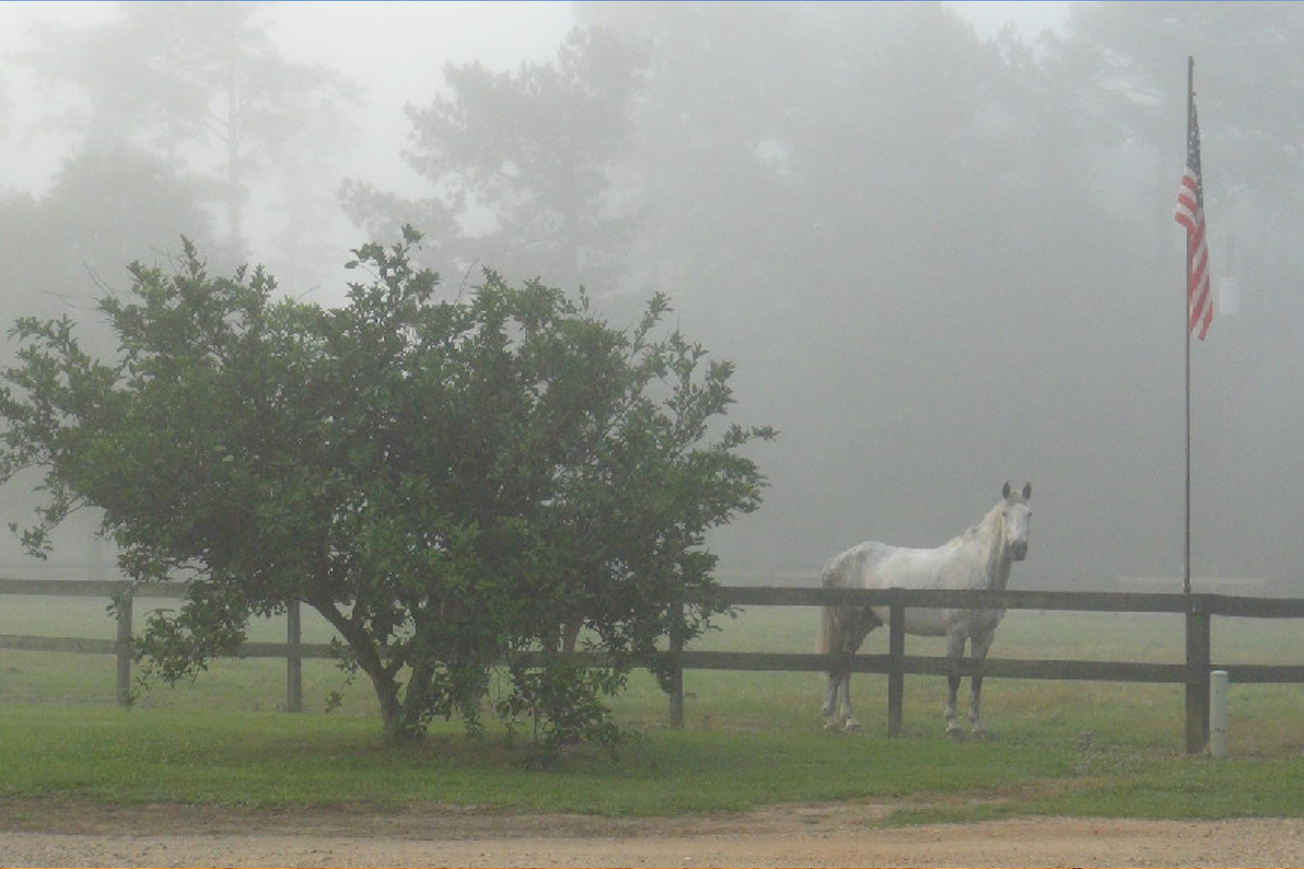 A horse standing in the grass near a tree.