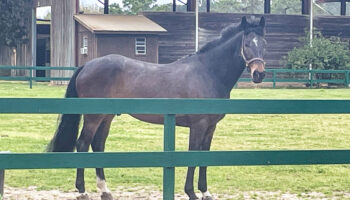 A horse standing in the middle of an enclosure.