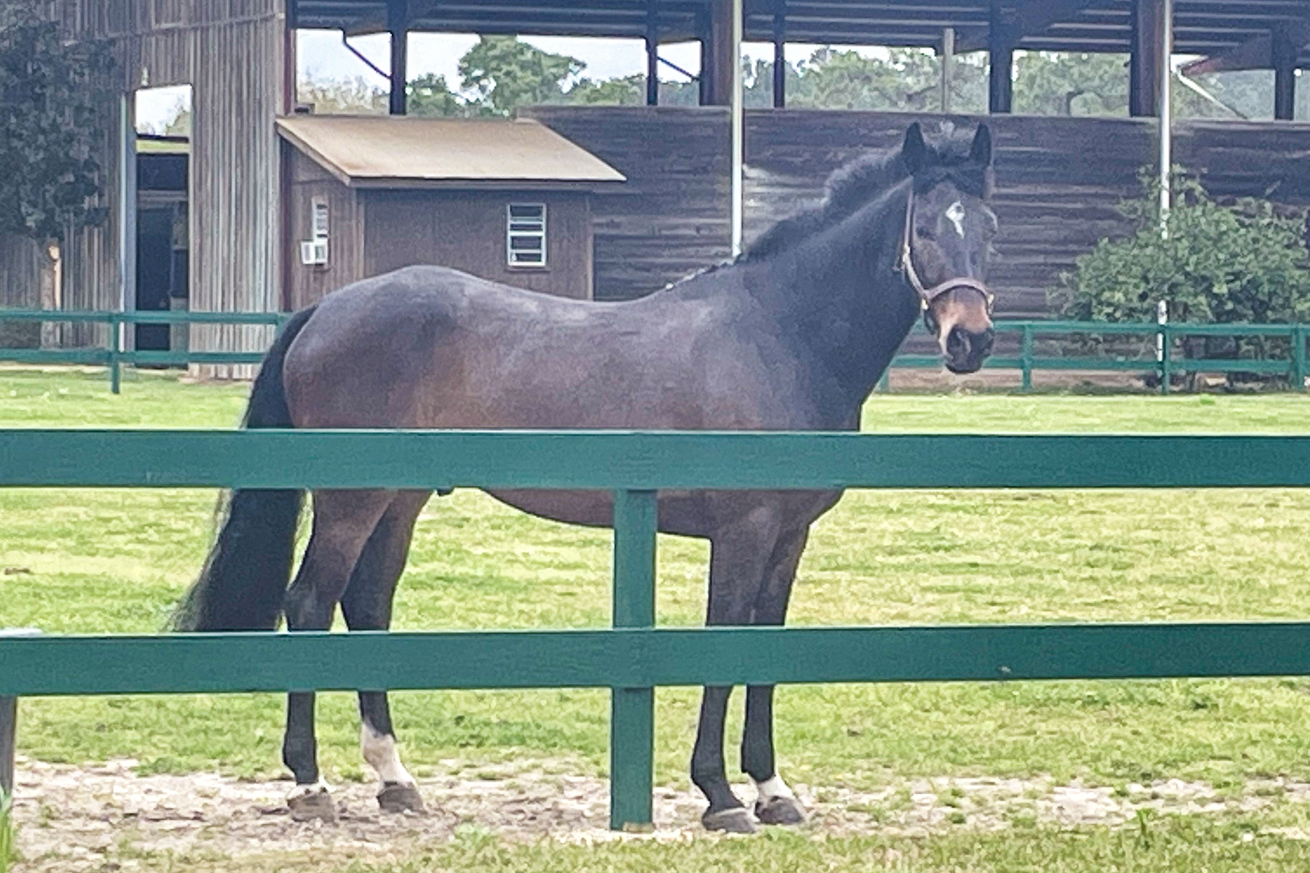 A horse standing in the middle of an enclosure.